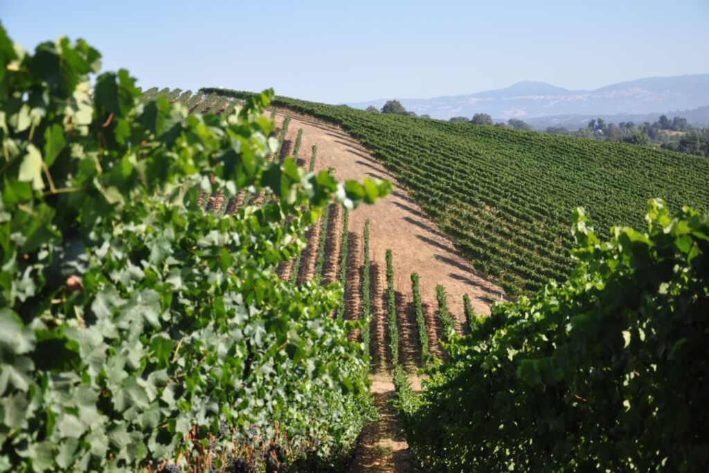 Photo showing vines growing on a hill of one of the most enchanting vineyards above the Russian River