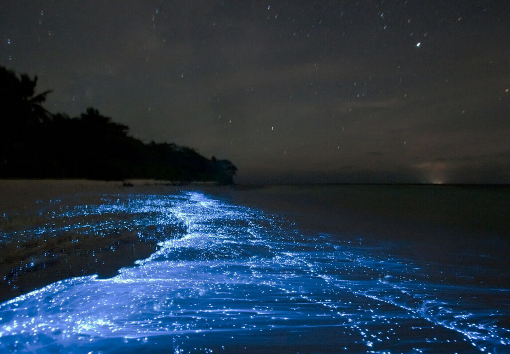 Photo showing Sea of Stars Bioluminescence at night