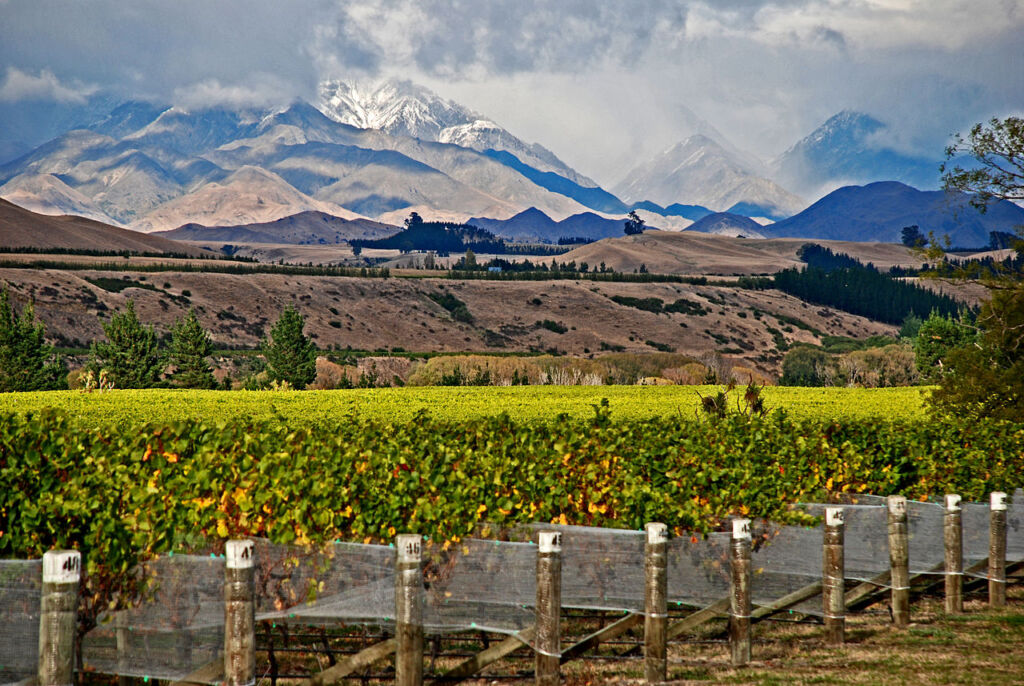 Photo showing Vineyard in Avatere Valley, Marlborough Country in Fall