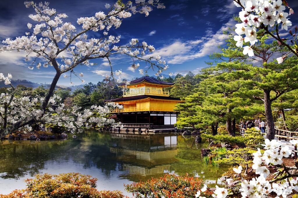 The Golden Pavilion in Spring with blossoming Cherry Trees