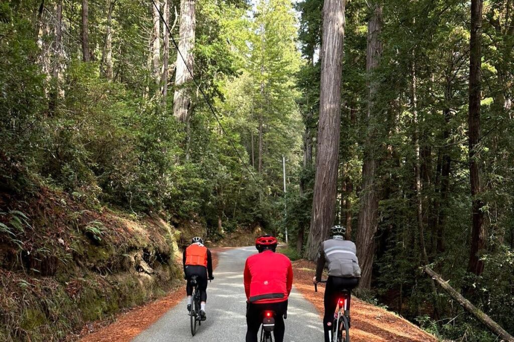 Three cyclists ride their bicycles on a narrow, paved road surrounded by redwood trees.